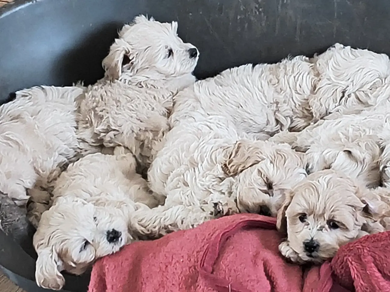 Billede 11 - Maltipoo hvalpe