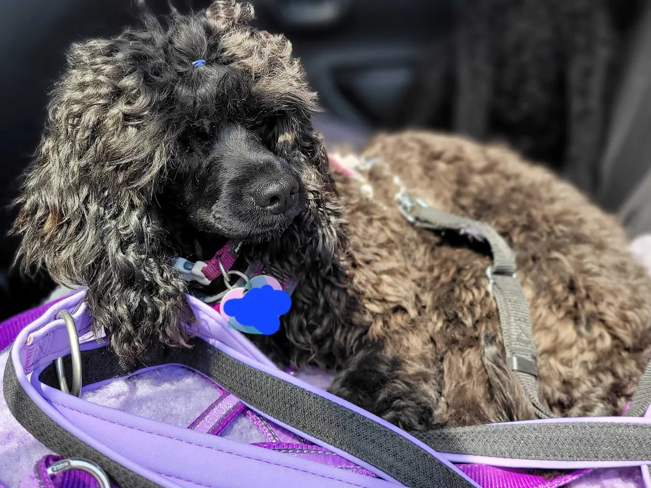 Billede 4 - Fantastisk lille Cavapoo pige 5