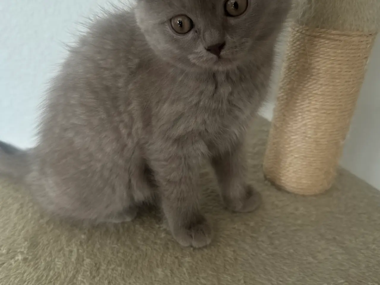 Billede 4 - British shorthair pige (Lilac)