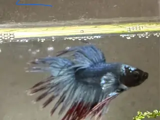 Crowntail han 