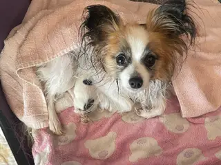 Flotte Papillon hvalpe