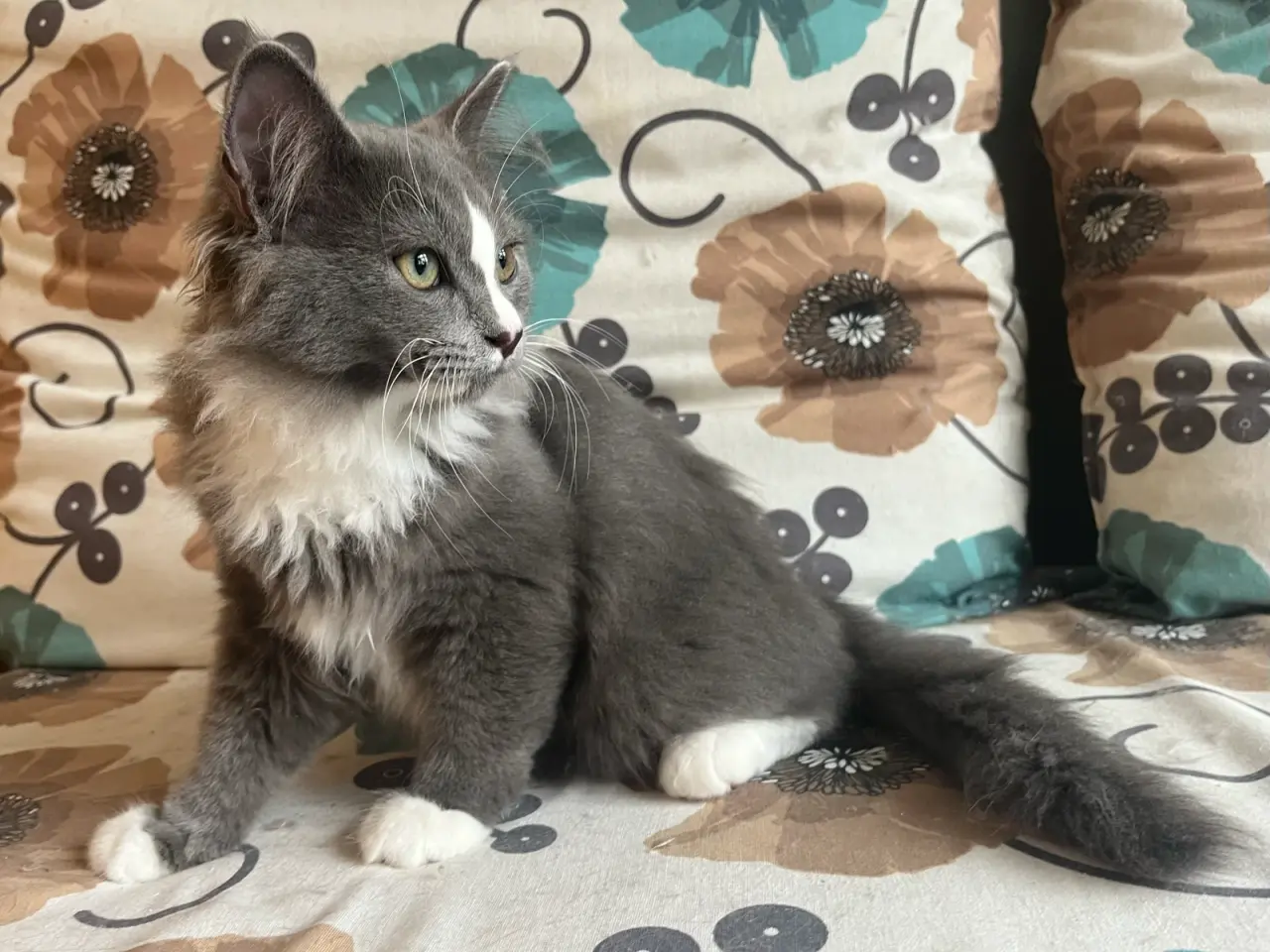 Billede 3 - Maine coon/norsk skovkat-hellig Birma 🩵