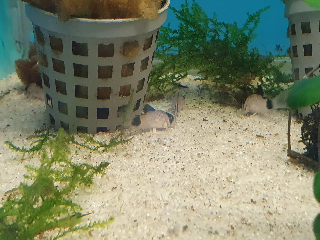 Billede 4 - 🐼🐟 CORYDORAS PANDA TIL SALG 🐟🐼