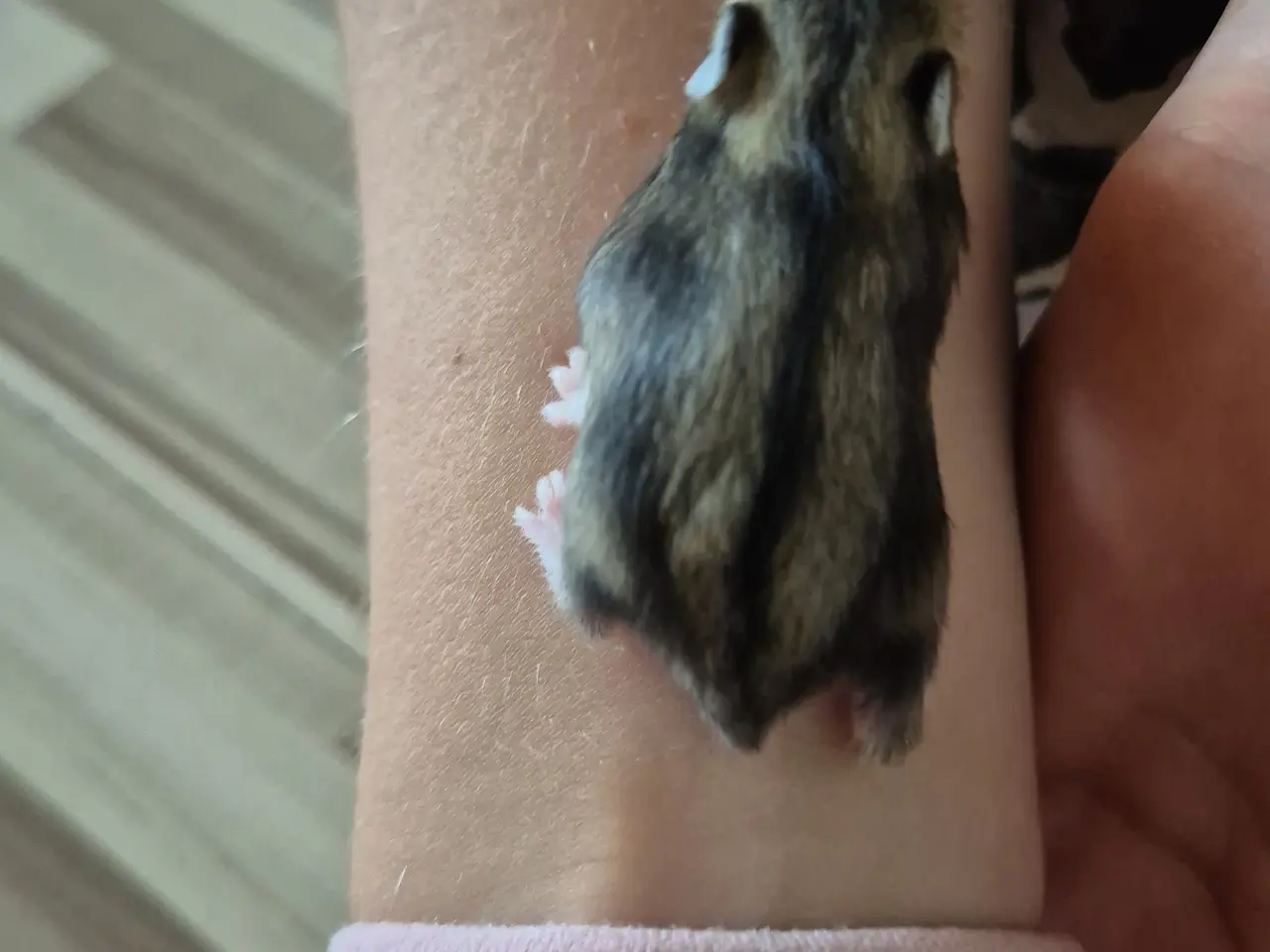 Billede 4 - Dværgehamster