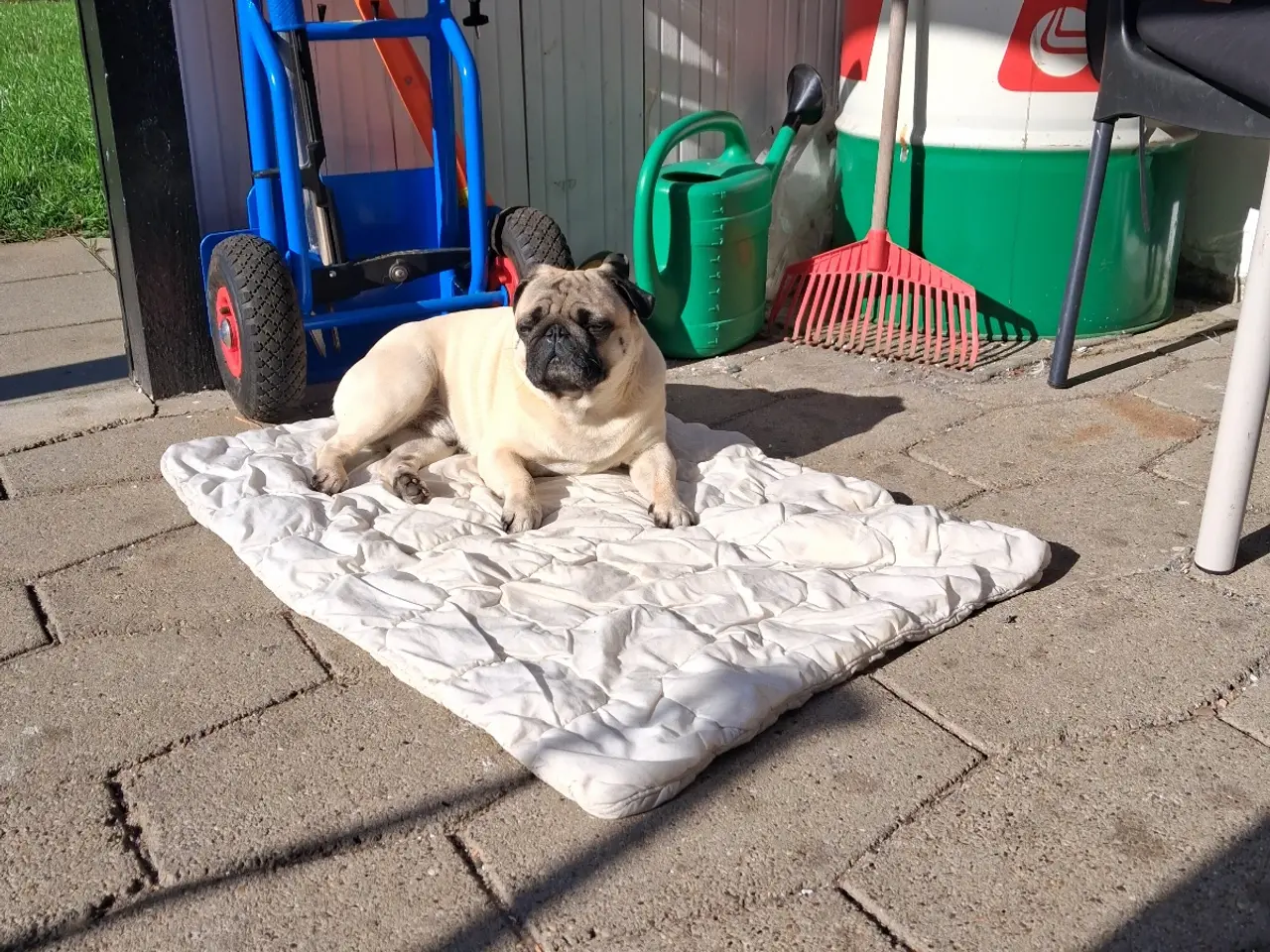 Billede 1 - Mops til parring