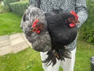 2 dværg kochin hane-kyllinger