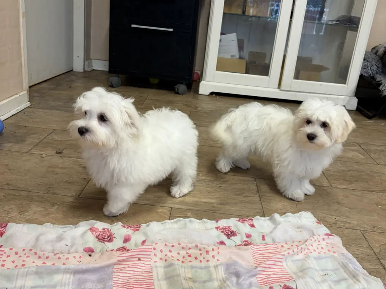 Billede 7 - 1 Maltipoo pige er rejse klar nu !