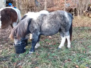 Speciel farvet shetlandspony