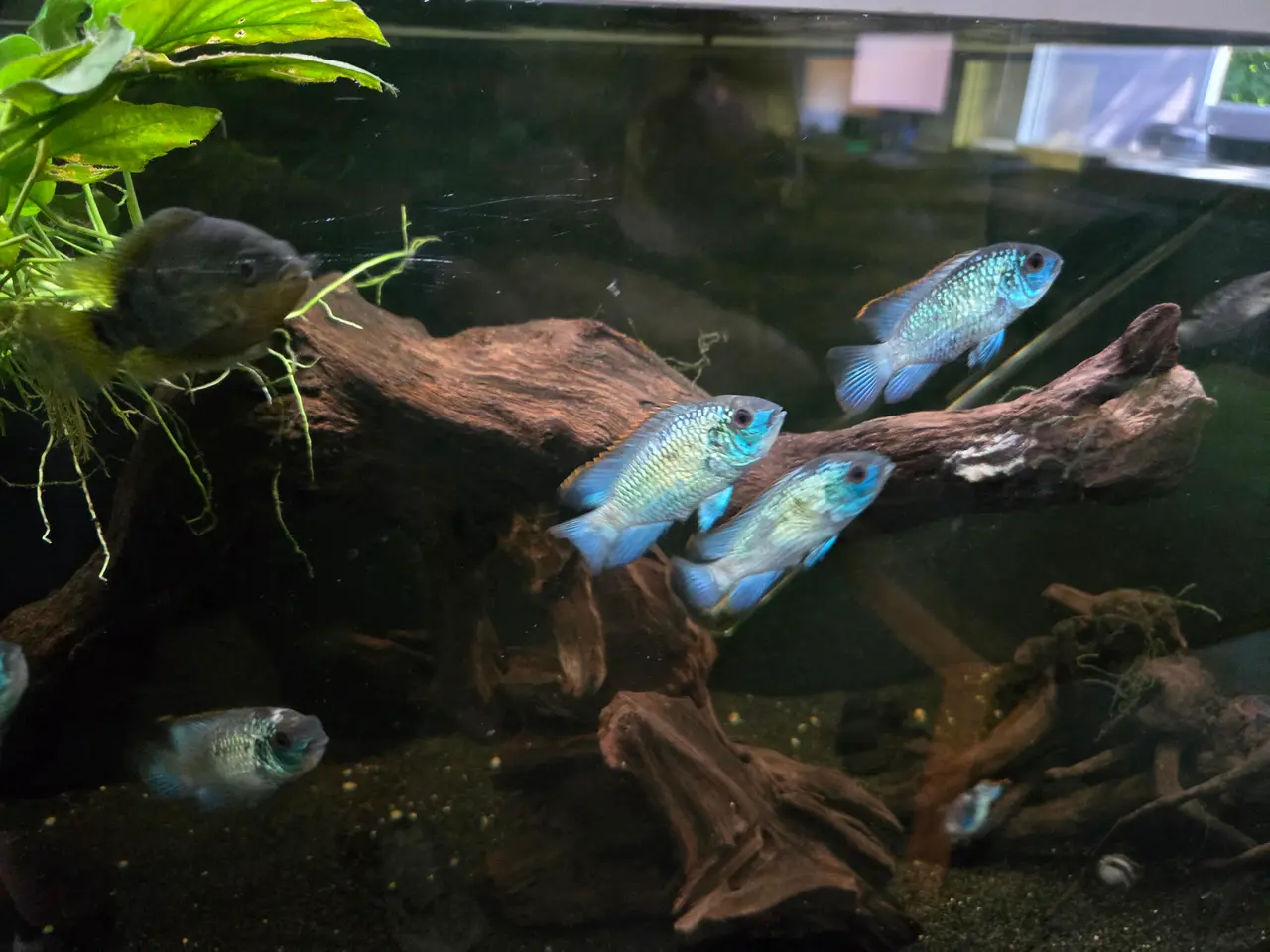 Billede 1 - Electric blue acara