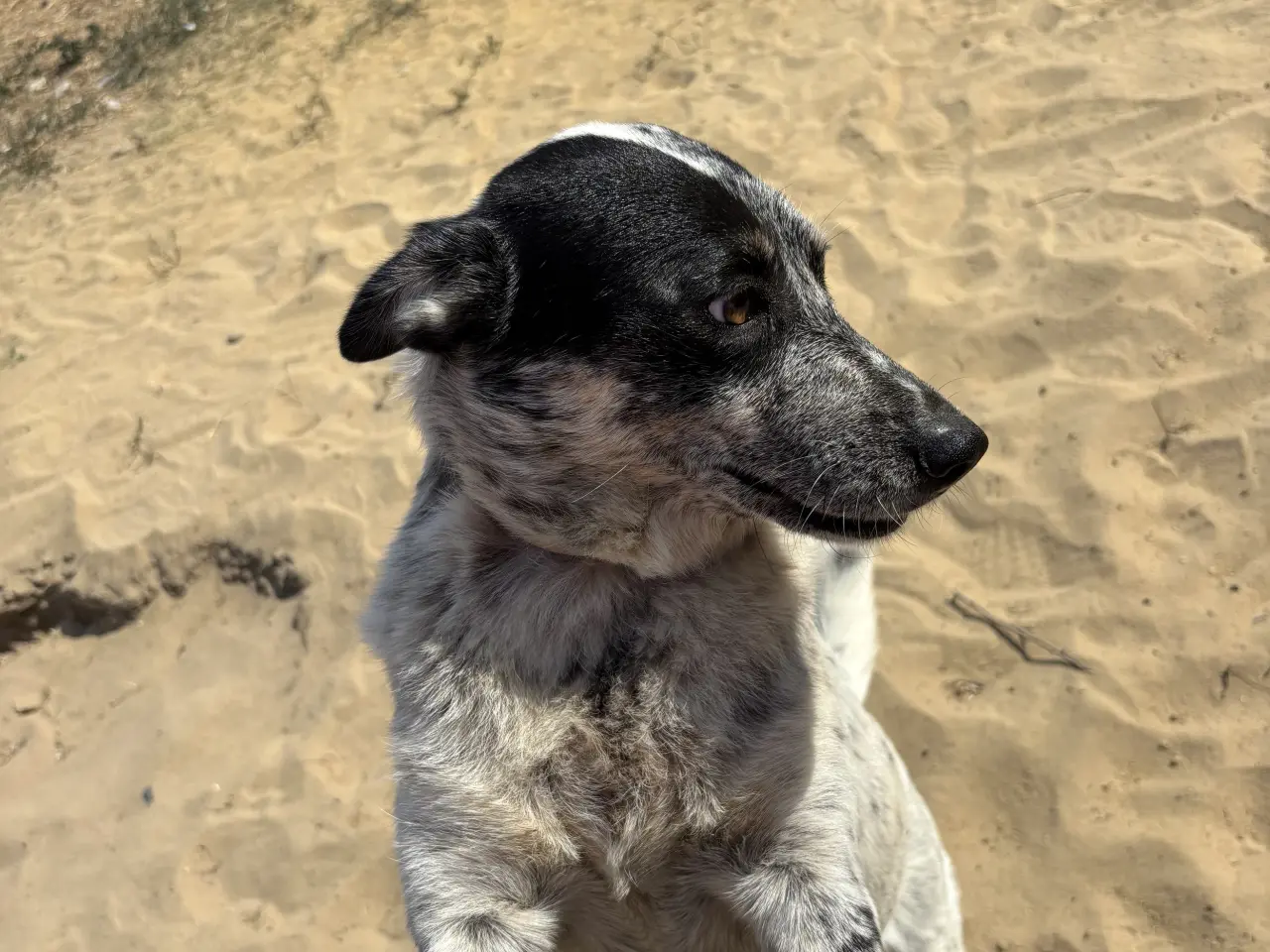 Billede 11 - Bella til adoption! 🩷