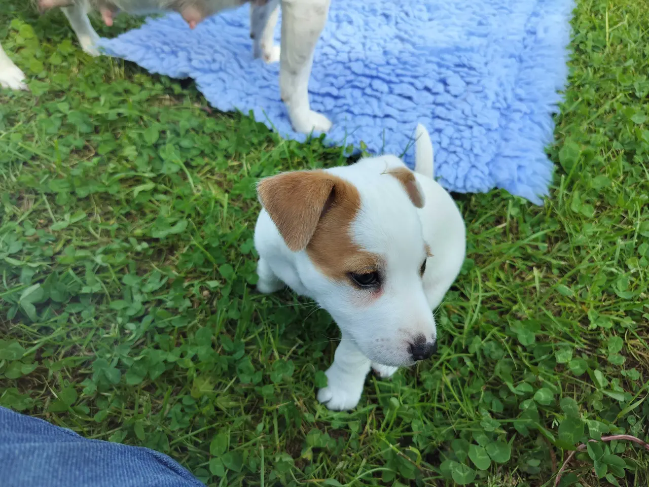Billede 4 - Jack Russell hvalpe