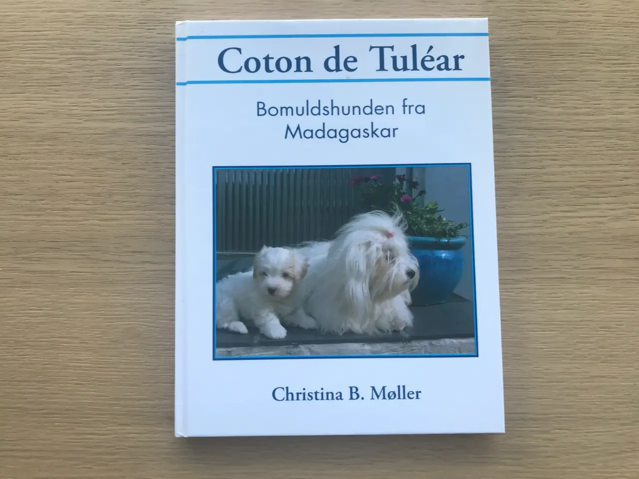 Billede 1 - Coton de Tuléar - Bomuldshunden fra Madagaskar