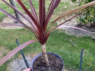 Planter sælges