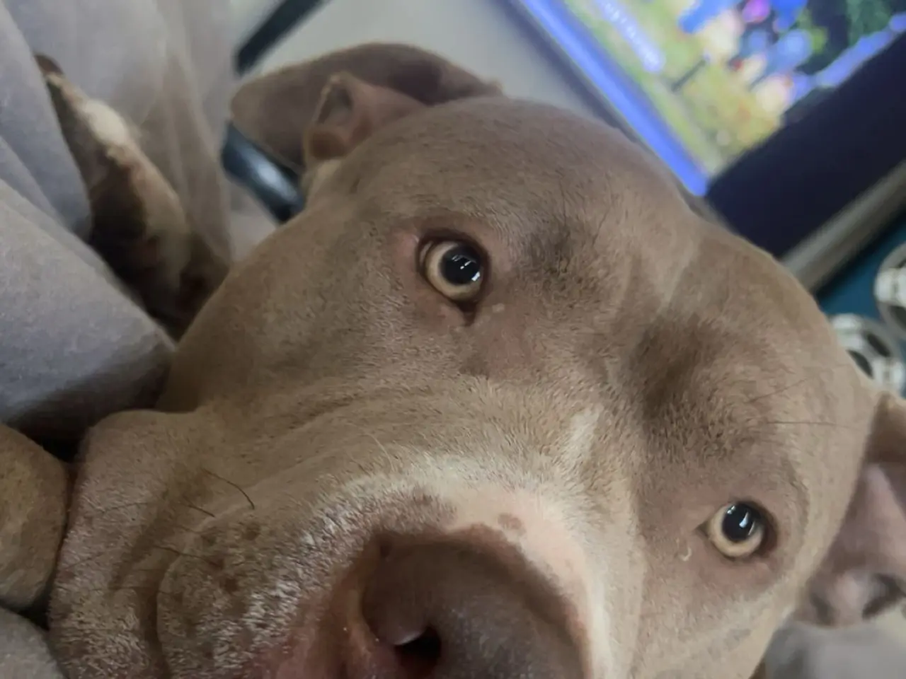 Billede 17 - American Bully XL