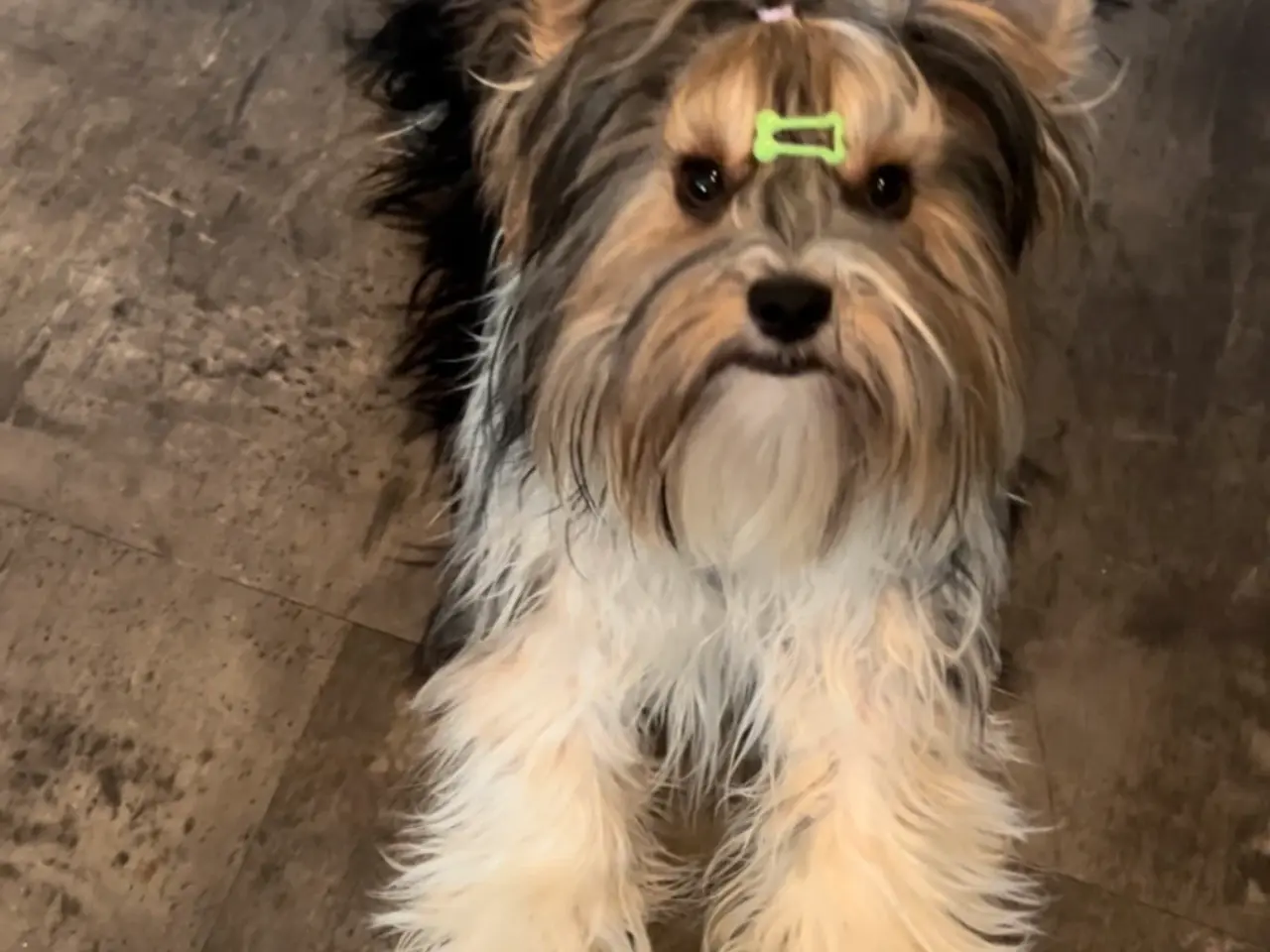 Billede 2 - Biewer terrier til parring. 