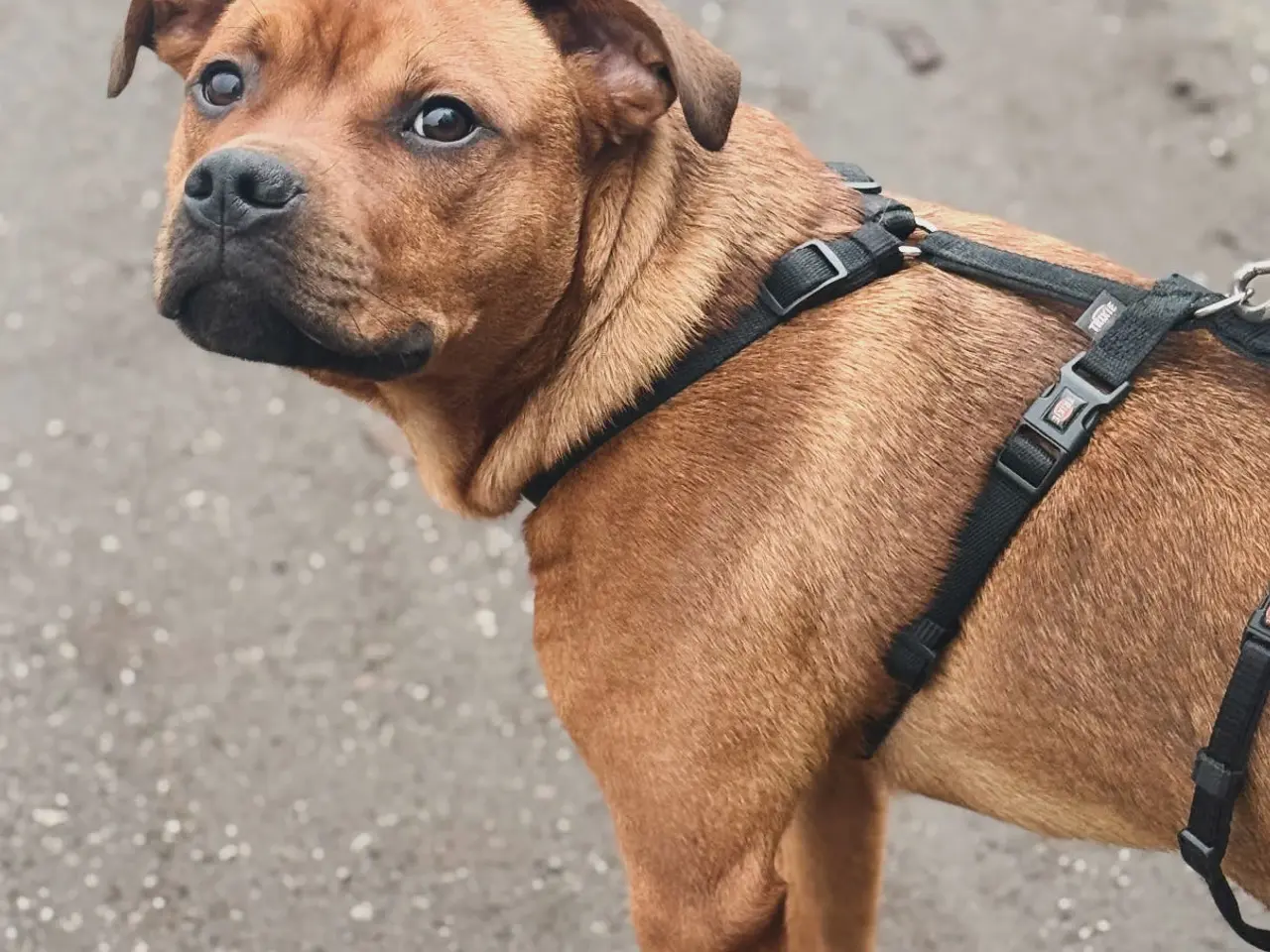 Billede 4 - Parring hanhund
