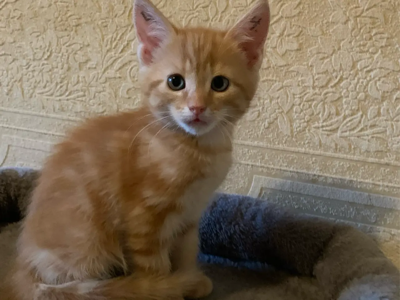 Billede 9 - 25 % mainecoon killinger