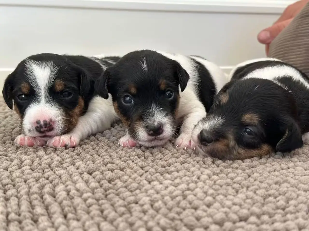 Billede 10 - Jack Russell Hvalpe sælges
