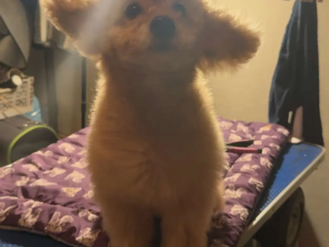Billede 14 - Hundefrisør/trimming/groomer 