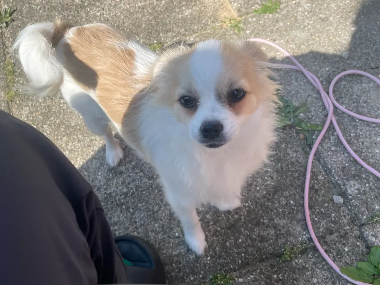 Billede 3 - Chihuahua/pomerania/papillon hvalp sælges