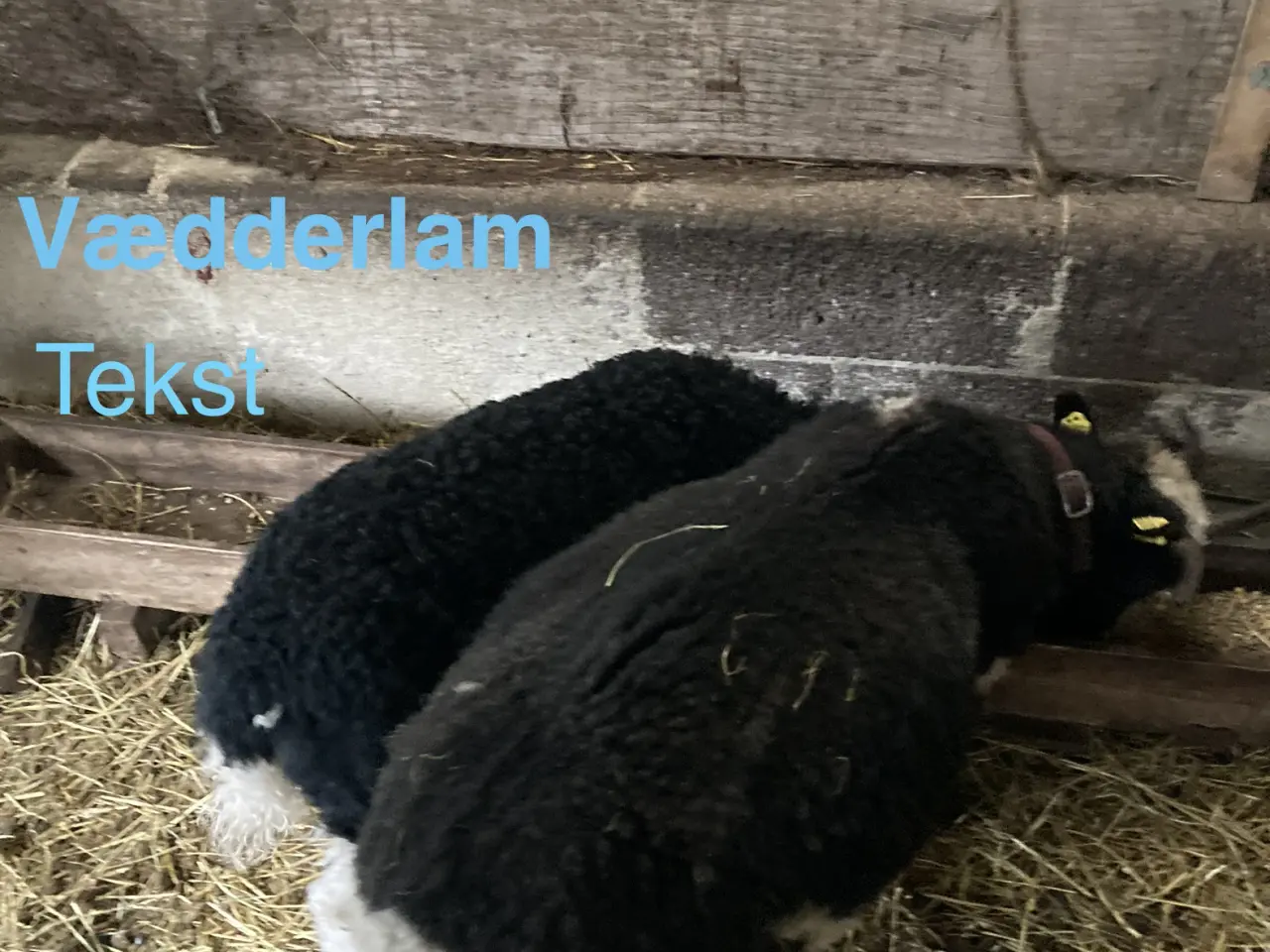 Billede 4 - Jacobs vædder lam
