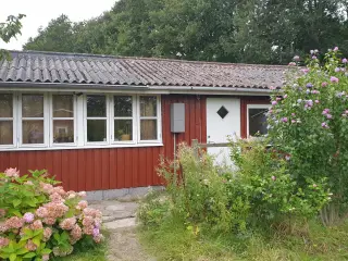 Fin kolonihave til salg i Odense V