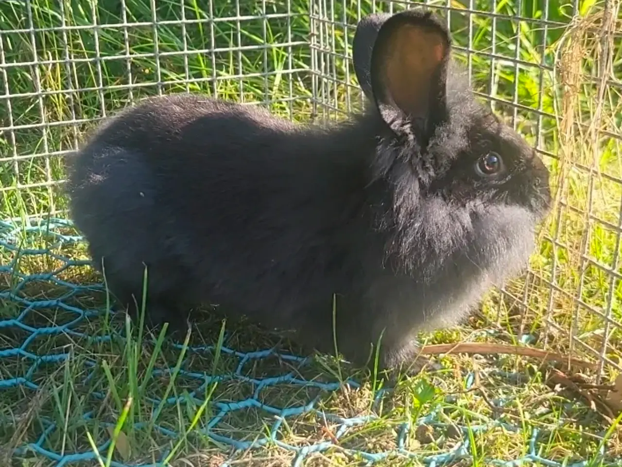 Billede 3 - Kælne Angora blanding