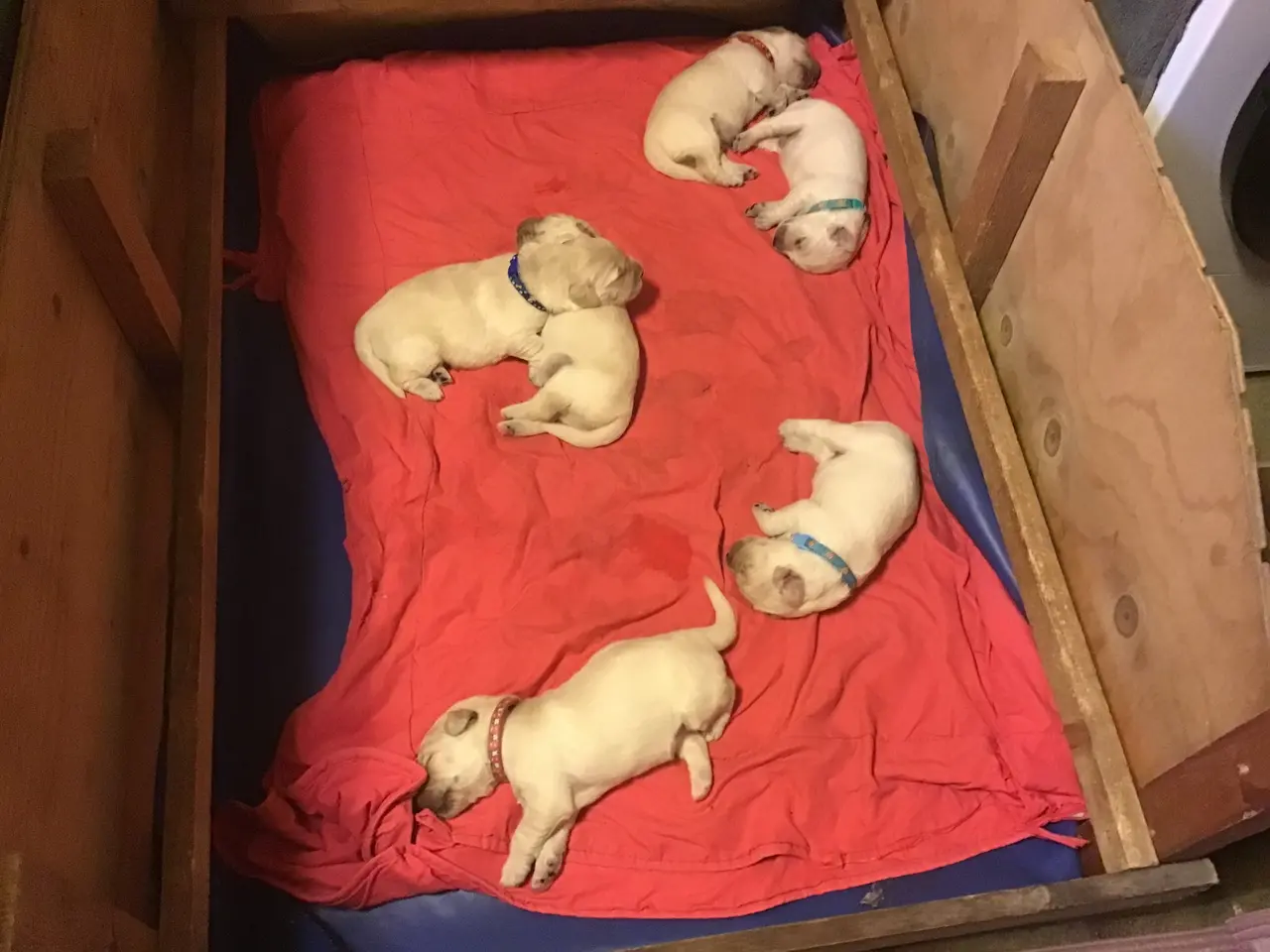 Billede 4 - Golden retriever hvalpe sælges.