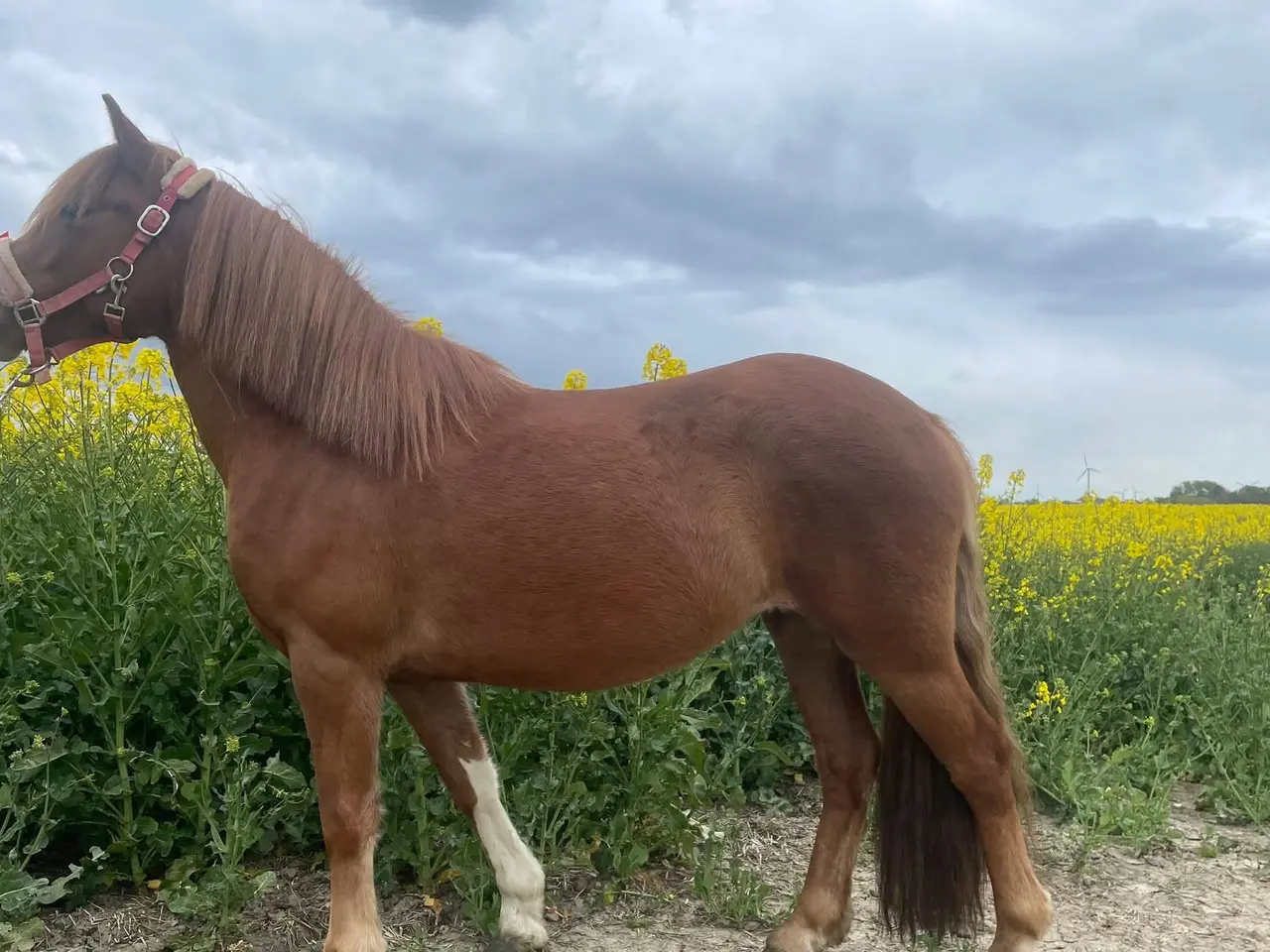 Billede 6 - 🌟 To skønne ponyer søger nyt hjem 🌟