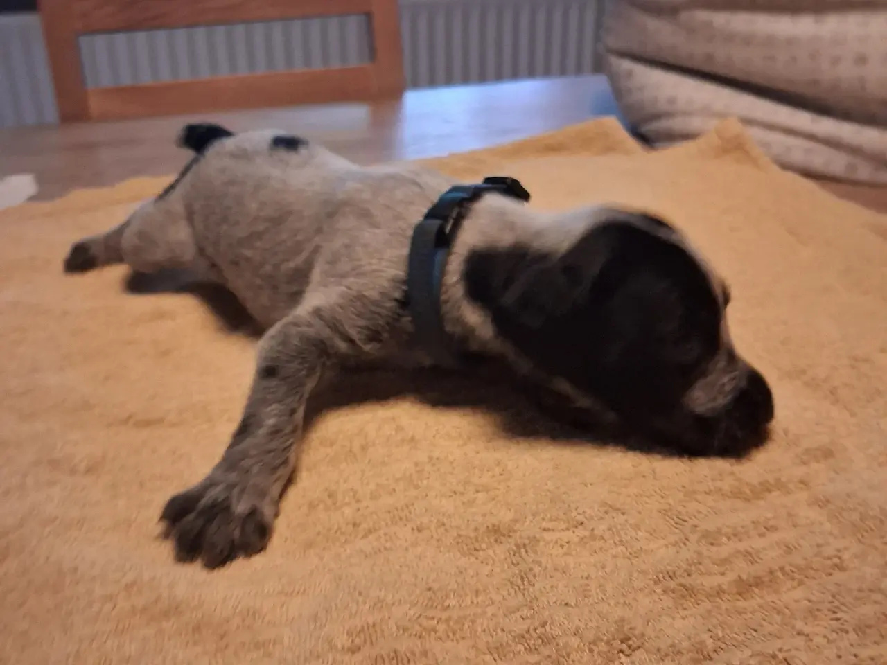 Billede 12 - Ruhåret hønsehund hvalpe 