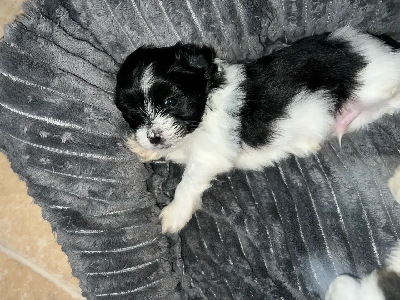 Billede 1 - Havanais - shihtzu