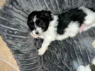 Havanais - shihtzu 