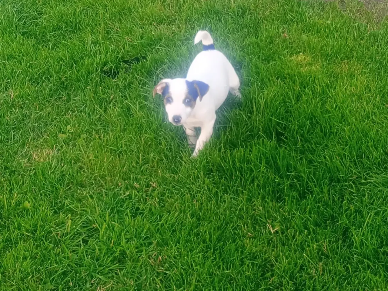 Billede 2 - Dansk svensk gårdhundehvalpe 
