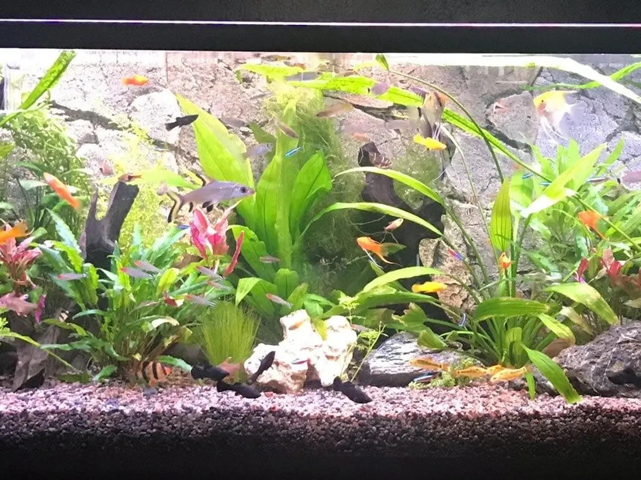 Billede 1 - Søger akvarie 250 liter +