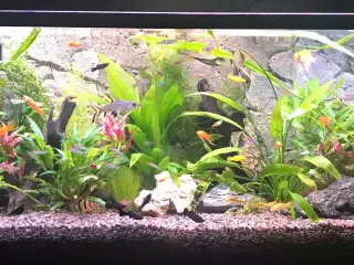 Søger akvarie 250 liter +