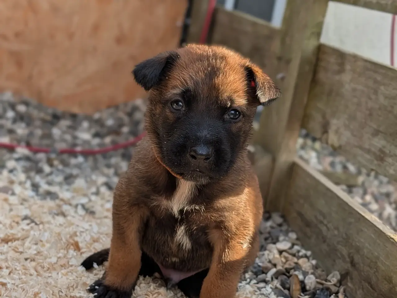 Billede 8 - 🐶 Belgisk Mallinois hvalpe 🐶