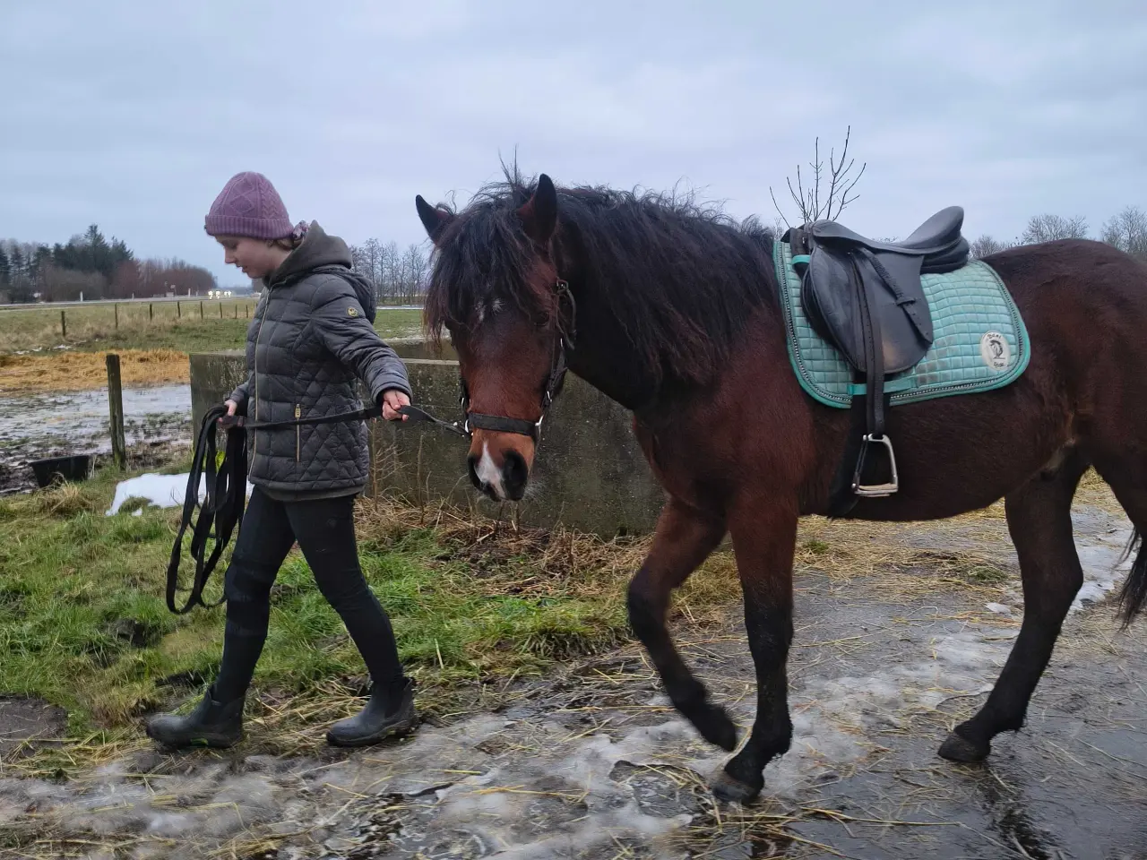 Billede 2 - New Forest vallak 
