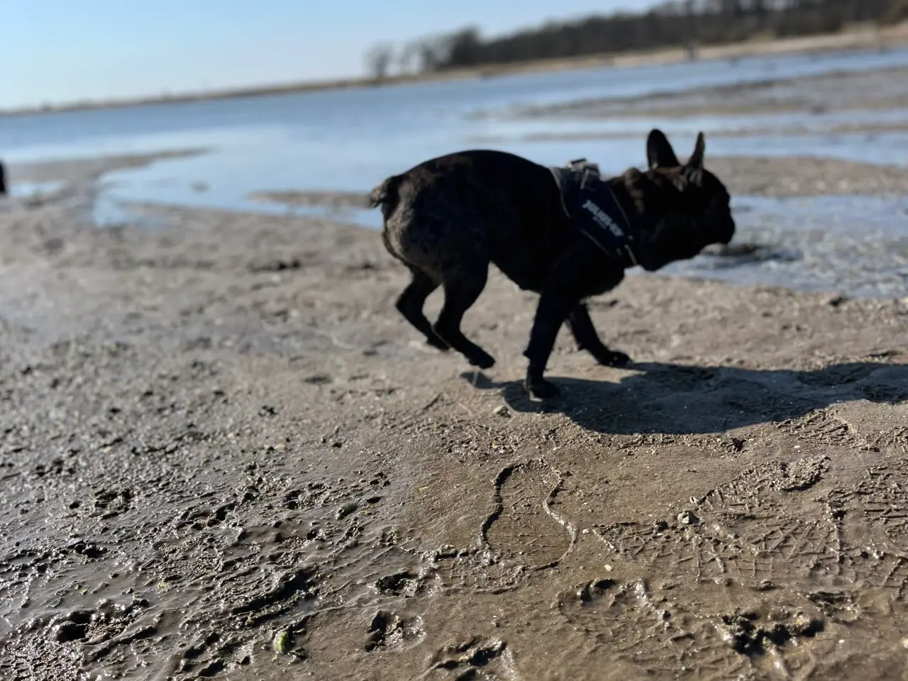 Billede 5 - Fransk bulldog søges