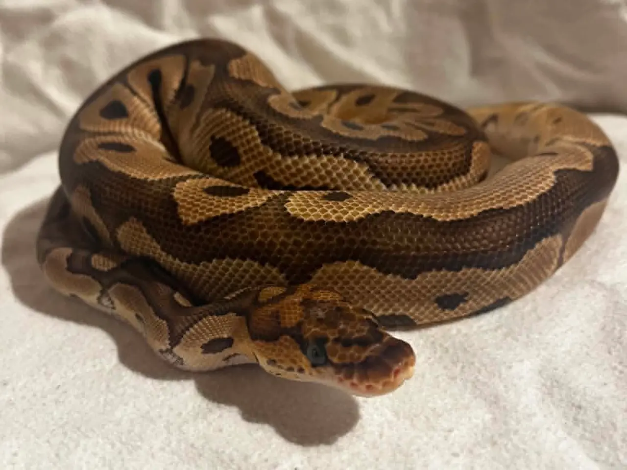 Billede 1 - Kongepython 0,1 Clown