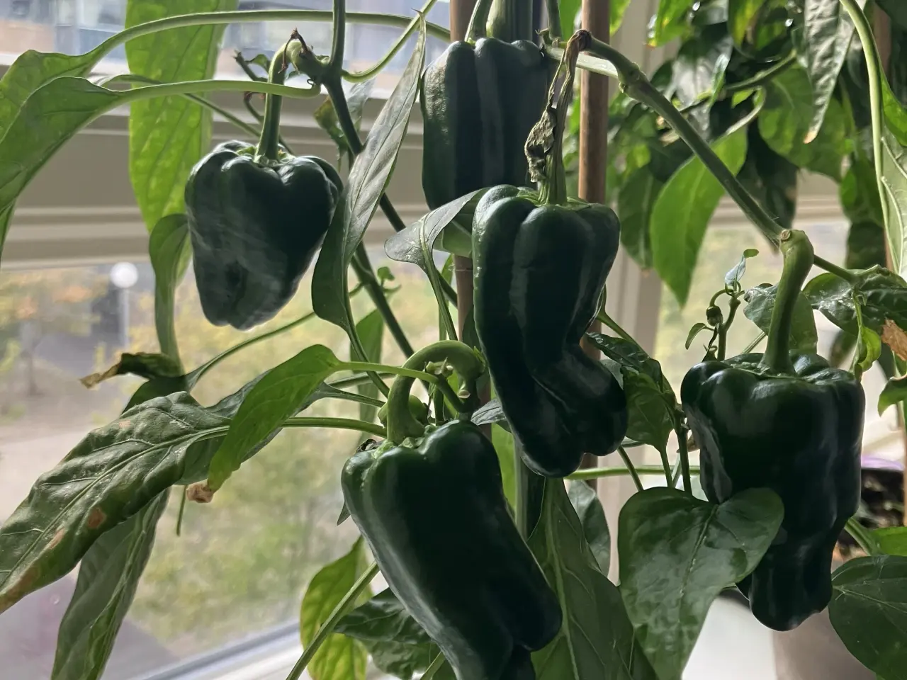 Billede 2 - Poblano chili frø