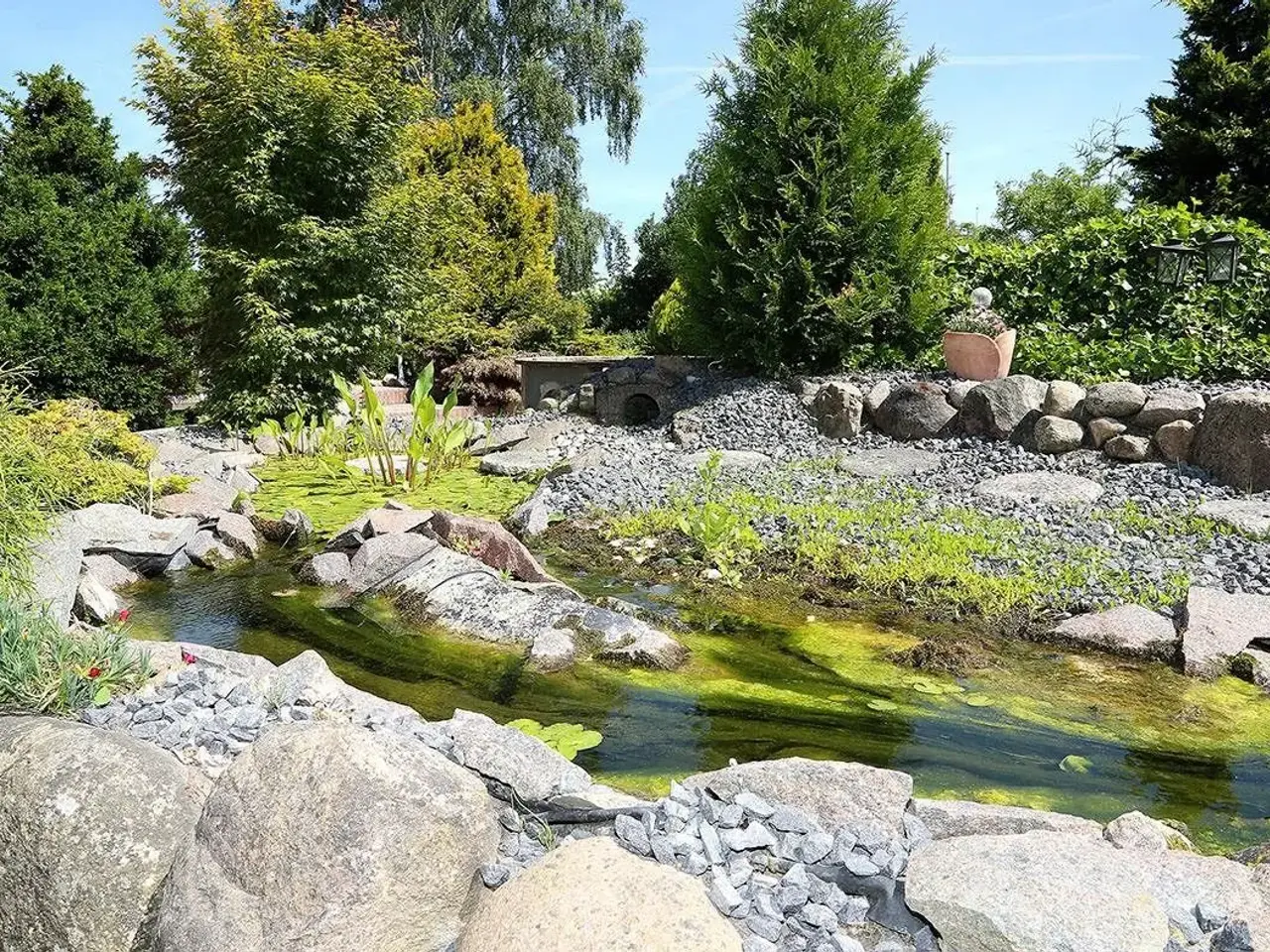Billede 5 - Sumpskildpadder