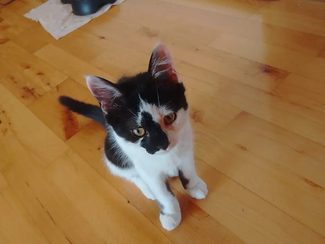 Billede 1 - Gratis hun kat