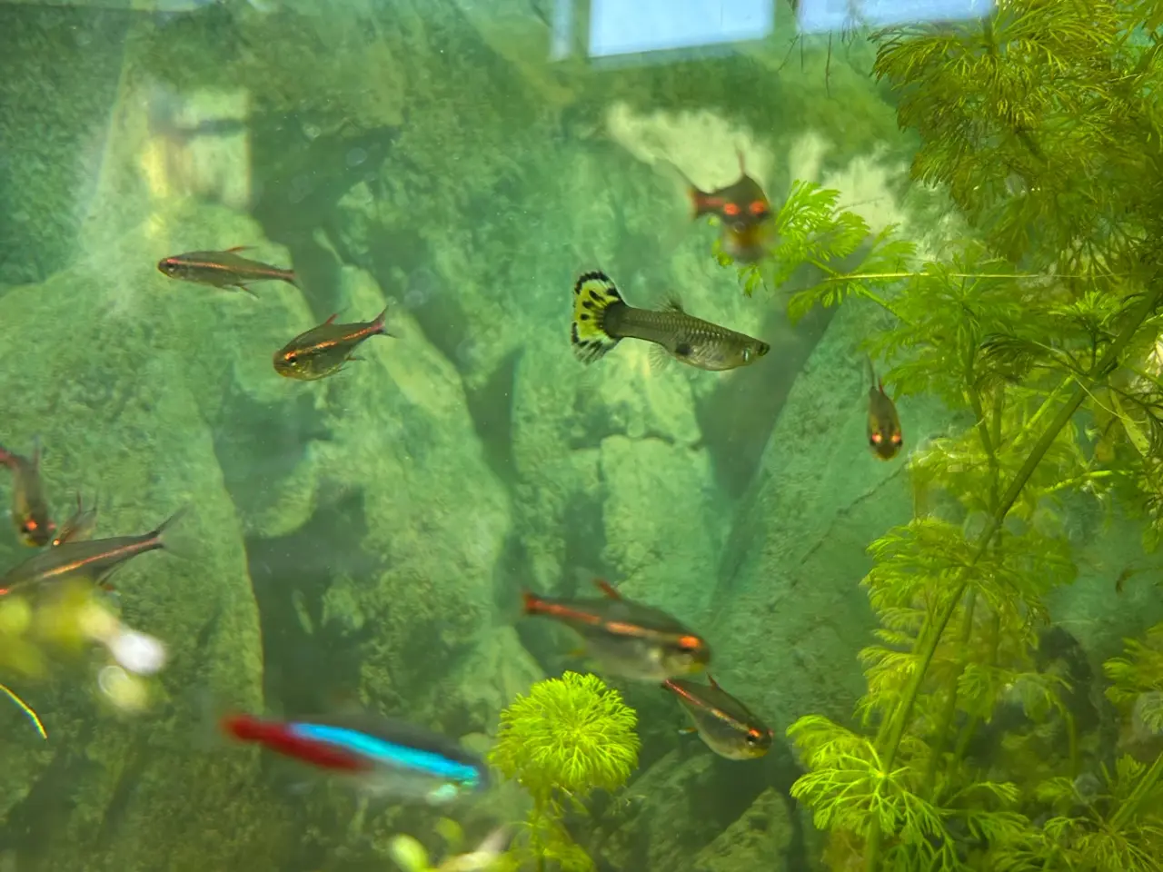 Billede 5 - 🐠 Glødelys Tetra – flotte, sunde stimefisk ✨