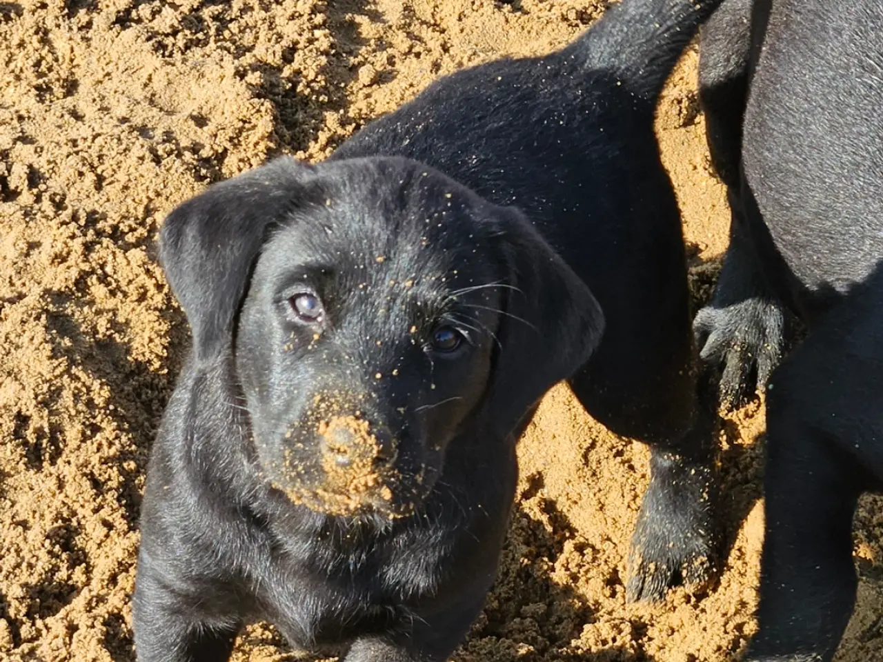 Billede 4 - F1 Labrador hvalpe