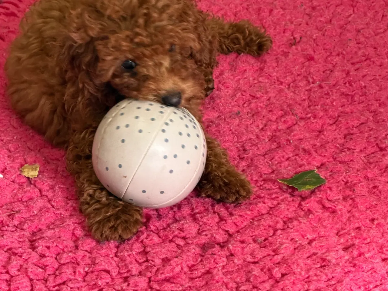 Billede 3 - 🐾✨ Skønne Mini  Maltipoo hvalpe 