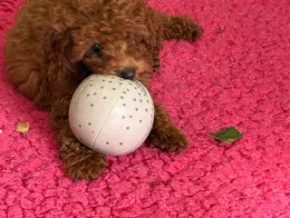 🐾✨ Skønne Mini Maltipoo hvalpe - 3