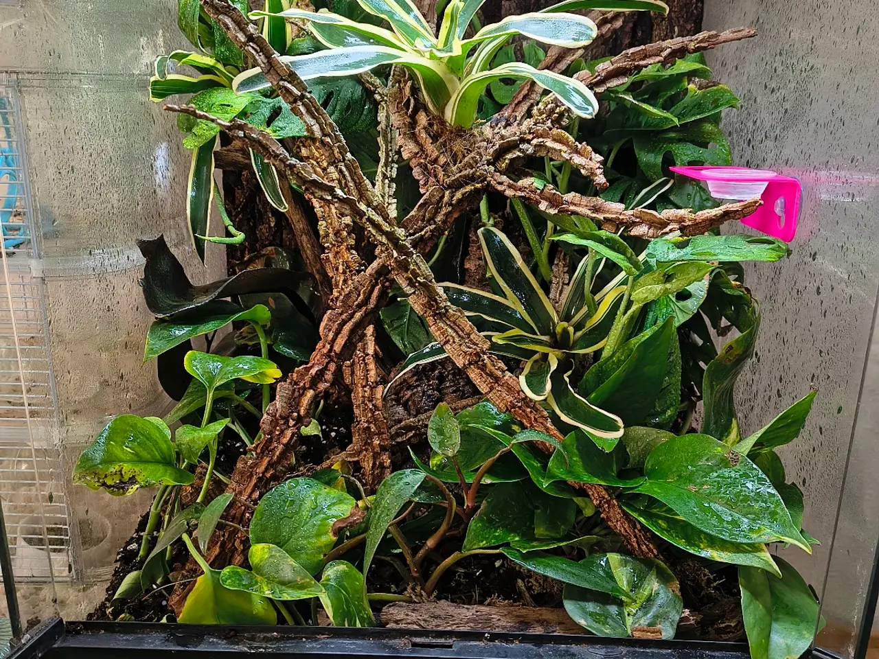 Billede 5 - Reserveret! LW kronegekko 1.0 og terrarie
