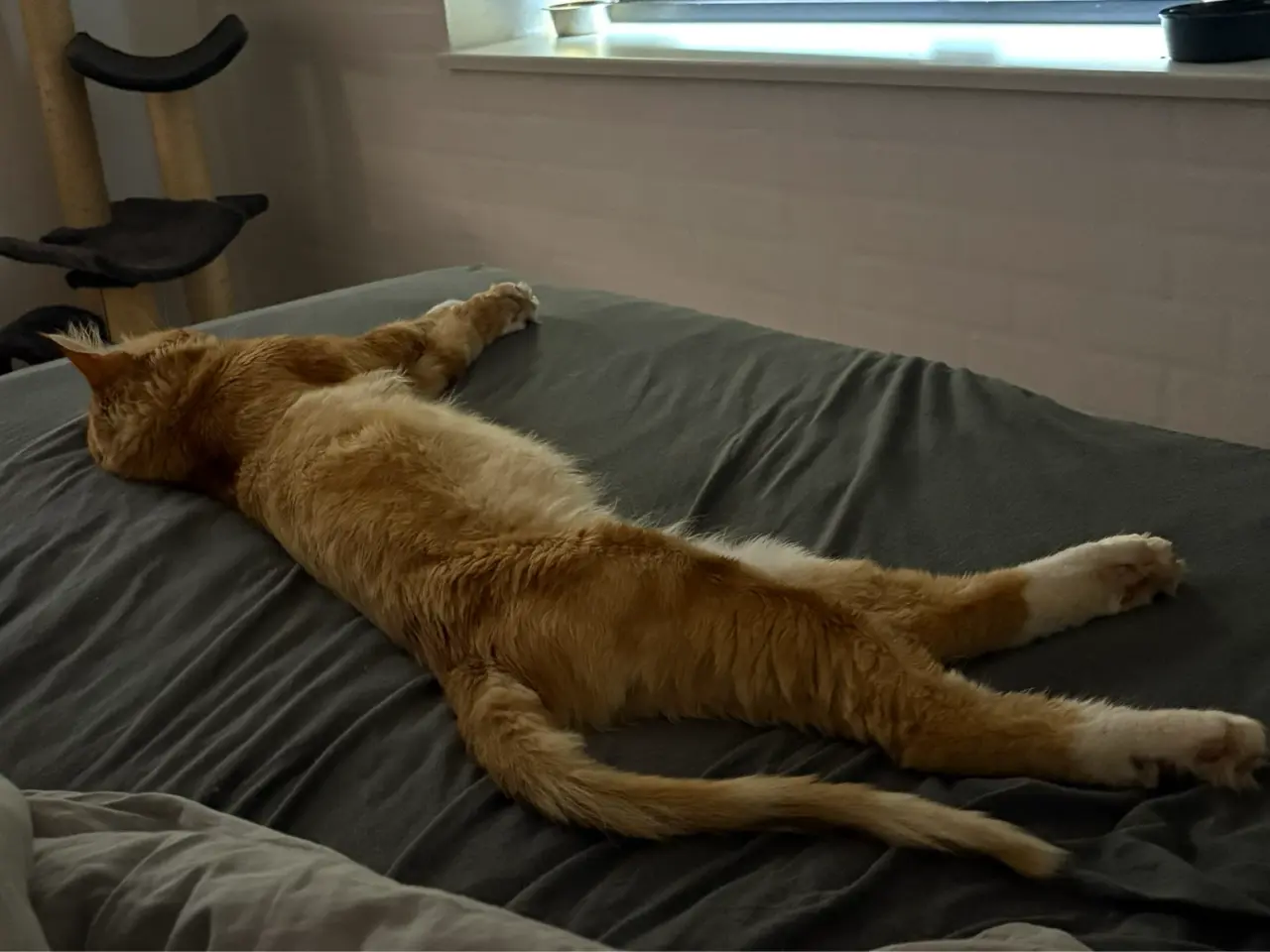 Billede 4 - Main coon blanding RESEVERET