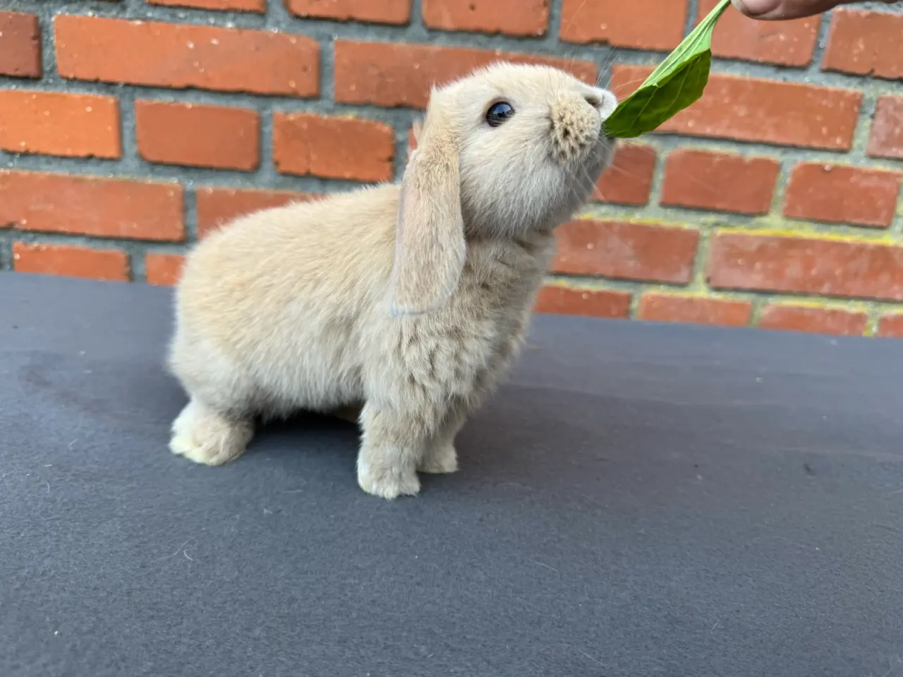 Billede 1 - Mini lop hankanin