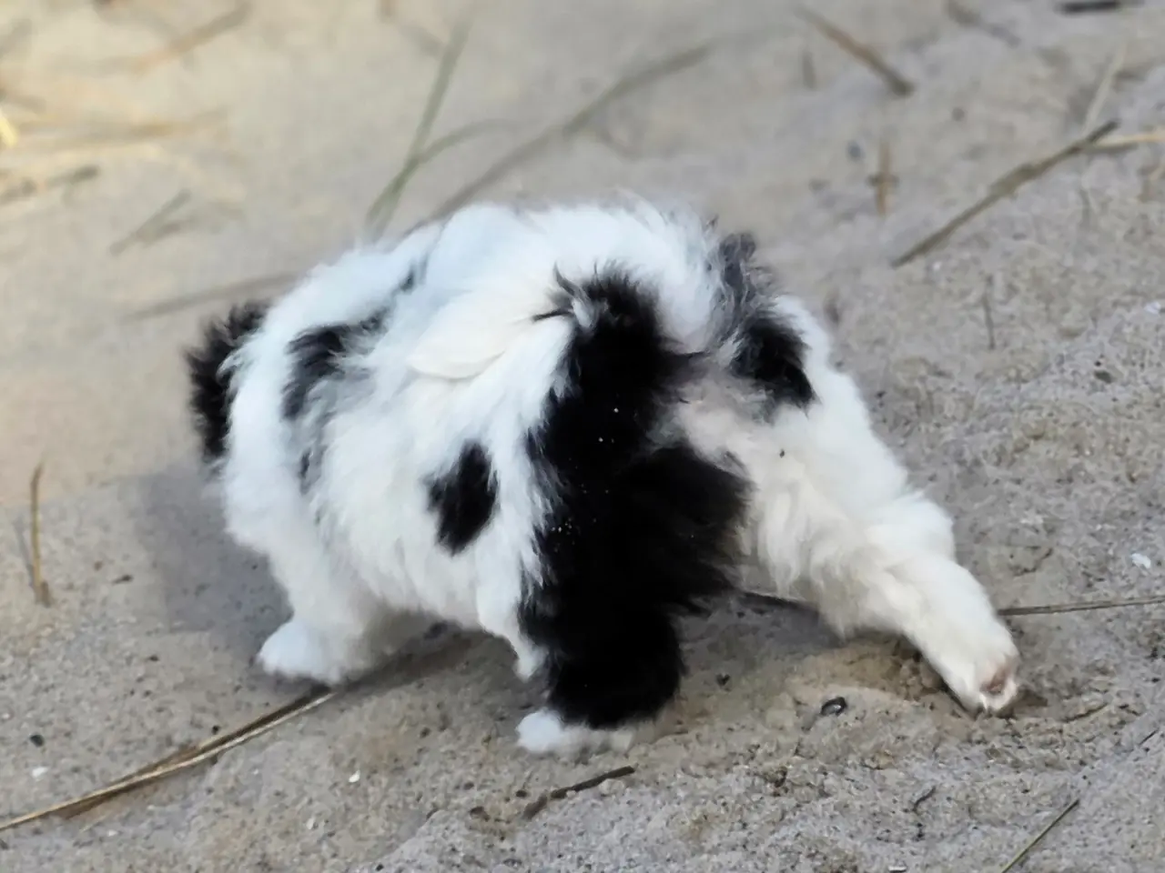 Billede 5 - Hvalp japanese chin